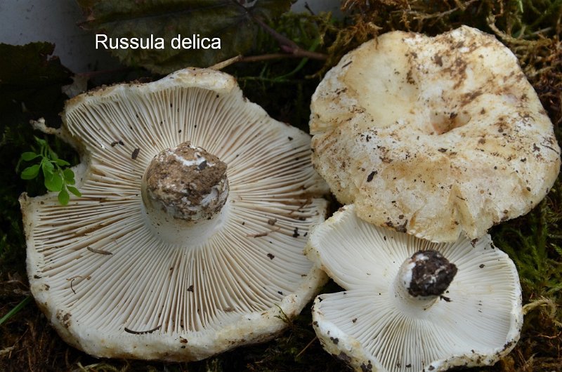 Russula delica-amf1690-1.jpg - Russula delica ; Syn: Lactarius exsuccus ; Nom français: Russule faux-lactaire